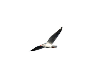 A Seagull bird flying.