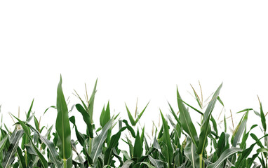A cornfield on white background,png