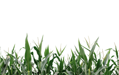 A cornfield on white background,png