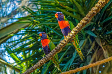 Two Rainbow Lorikeets sitting side by side at a wildlife park near Oudtshoorn, Western Cape South...