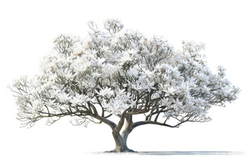 Realistic Magnolia Tree Illustration isolated on transparent background