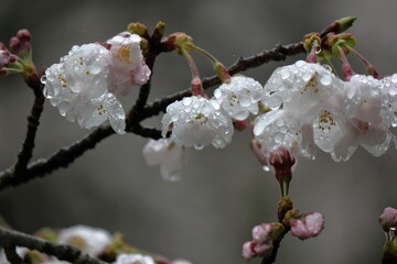 雨上がりの桜、ソメイヨシノ