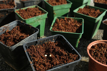 Seedling pot with two chilli seeds, in front of several pots filled with potting soil.
