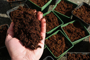 Handful of coco peat, above seedling pots filled with rehydrated coco peat, slightly blurred.