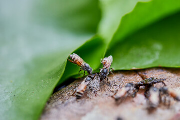 Close-up of honey bee on leaf