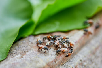 Close-up of honey bee on leaf