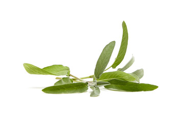 Sage herb leaves isolated on white background. Fresh garden sage plant