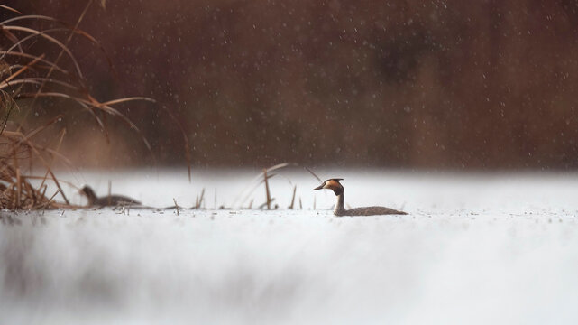 Great crested grebe in a snowy lake landscape