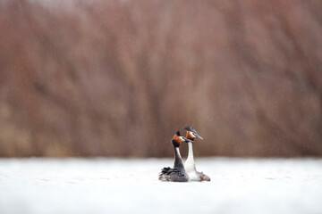 Courtship display of great crested grebes on water