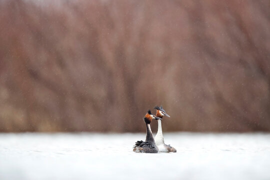 Courtship display of great crested grebes on water