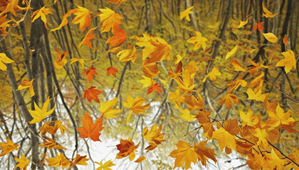 Autumn background with flying and falling leaves bright colors