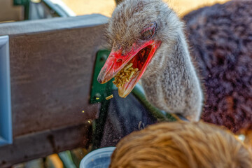 Large ostrich hungrily eating dry pellets from small boy during a tour of an ostrich farm near Oudtshoorn, Western Cape South Africa