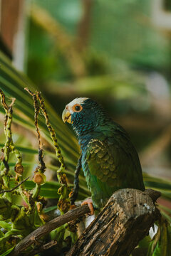 Orange-fronted parakeet perching in Costa Rican habitat