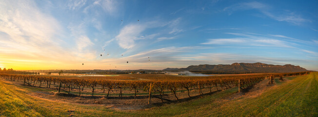 Hot Air Balloons over vineyards in Pokolbin wine region at sunrise, Panorama, Hunter Valley, NSW,...