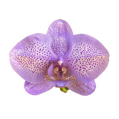 Purple orchid with white spots on a transparent background