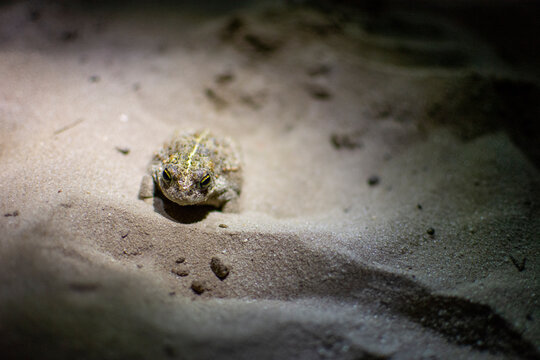 Natterjack toad, Epidalea calamita hiding in the sand of Kalmthout Heath