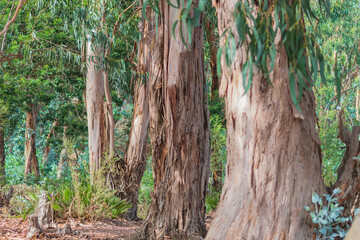 Eucalyptus forest with trees whose bark has peeled off from the trunk to varying degrees. Natural...