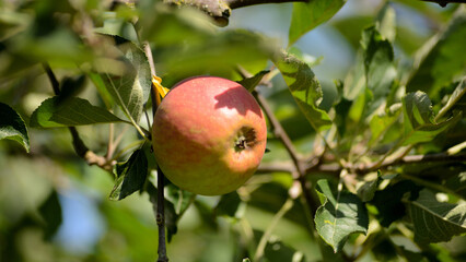 Roter reifer Apfel in der Baumkrone im Garten. Die Apfelernte steht kurz bevor.