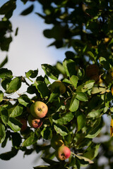 Rotes reifes Apfelobst in der Baumkrone im Garten. Die Apfelernte steht kurz bevor.