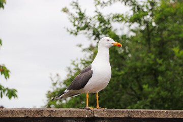 Seagull on a wall, Lesser Black-backed Gull standing on a wall, bird in decline