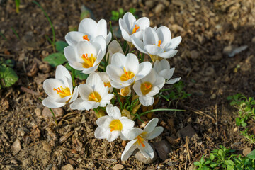 A lot of white crocus Ard Schenk. Soft focus of spring nature with close-up of white crocus flowers. Nature concept for spring design