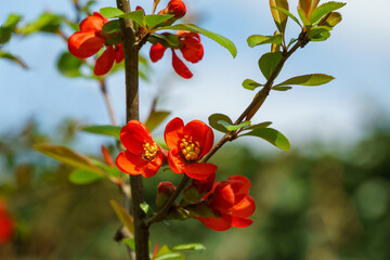 Close-up of bright flowering Japanese quince or Chaenomeles japonica. A lot of red flowers cover  branches on blurred garden. Spring sunny day. Selective focus. Interesting nature concept for design.
