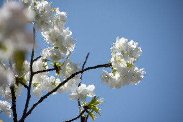 千原桜