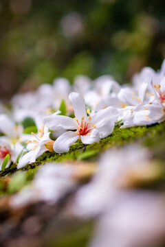 Tung flowers scattered on the grass