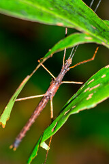 Stick Insect, Ghost insect, Tropical Rainforest, Marino Ballena National Park, Uvita de Osa, Puntarenas, Costa Rica, Central America