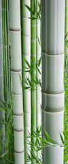 bamboo stem on the white background isolated bright colors