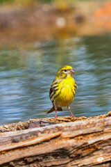 Serin, Serinus serinus, Forest Pond, Mediterranean Forest, Castilla y Leon, Spain, Europe