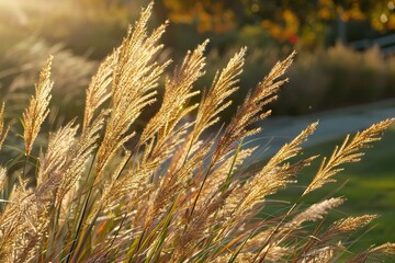 Close up of ornamental grasses backlit by the late afternoon sun Boylston  Massachusetts.