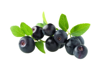 Wild Berry Huckleberry isolated on transparent background