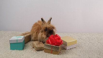 Gift boxes, cute fluffy rabbit.
