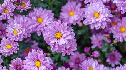 purple Chrysanthemum flowers nature