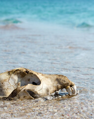 Animal skull on the ocean shore.