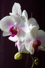 Beautiful Phalaenopsis Orchid flower on a dark background.