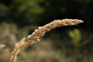 Close view of dried grass stems, calm and natural background