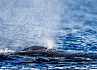Obraz premium whale blow hole