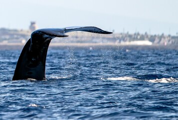 whale Tail in the ocean