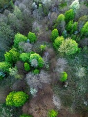 Top-down view of trees and bushes blossoming and turning green during the first days of springtime, during the golden hour.