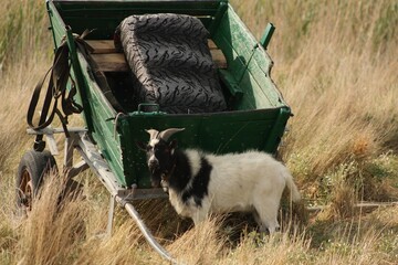 a goat near a cart