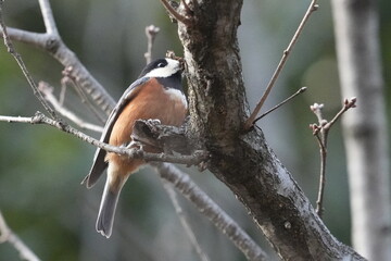 varied tit in a forest