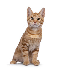 Adorable European Shorthair cat kitten, sitting up facing front. Looking straight towards camera. Isolated on a white background.