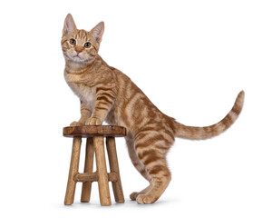 Adorable European Shorthair cat kitten, standing side ways with front paws on little wooden stool showing pattern. Looking straight towards camera. Isolated on a white background.