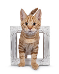 Adorable European Shorthair cat kitten, standing throught white picture frame. Looking straight towards camera. Isolated on a white background.