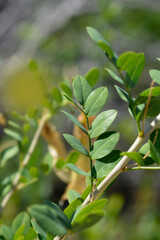 Bladder senna leaves