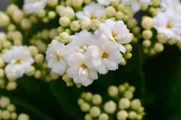 Florist kalanchoe flowers