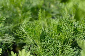 Southern wormwood leaves