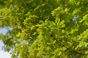 Common horse chestnut branch with green leaves